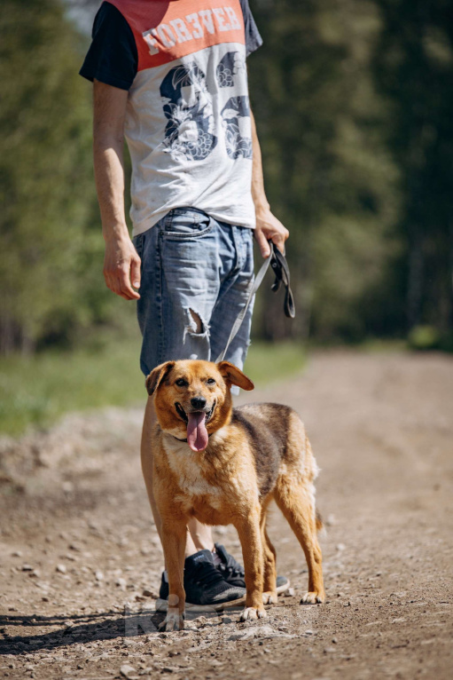 Собаки в Москве: Компактный домашний пёсик в поисках дома.  Мальчик, Бесплатно - фото 2