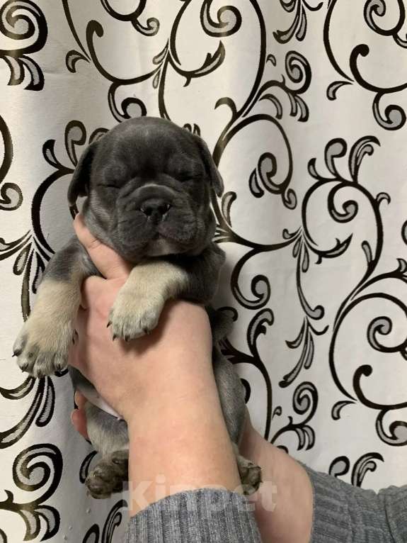 Собаки в Хабаровске: Продам Мальчик, 100 000 руб. - фото 5