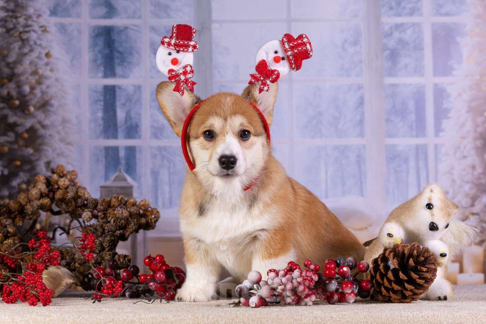 Собаки в других городах Ярославской области: Вита Приора Мальвазия Девочка, 80 000 руб. - фото 6