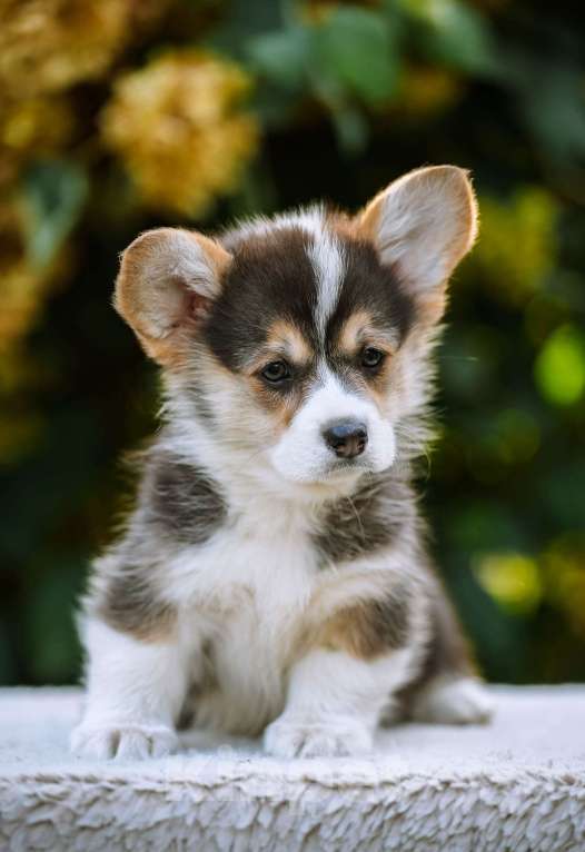 Собаки в Новосибирске: Вельш Корги Пемброк Динь-Динь Девочка, 65 000 руб. - фото 5