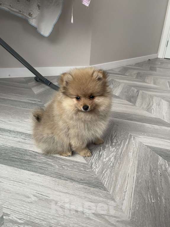 Собаки в Балашихе: Немецкий шпиц Девочка, 30 000 руб. - фото 1