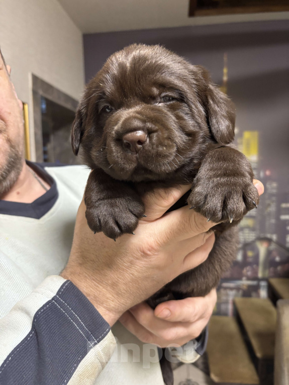 Собаки в Екатеринбурге: Питомник щенков лабрадор ретривер Мальчик, Бесплатно - фото 1