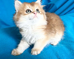 Кошки в Москве: Котики , котята  Мальчик, 30 000 руб. - фото 5