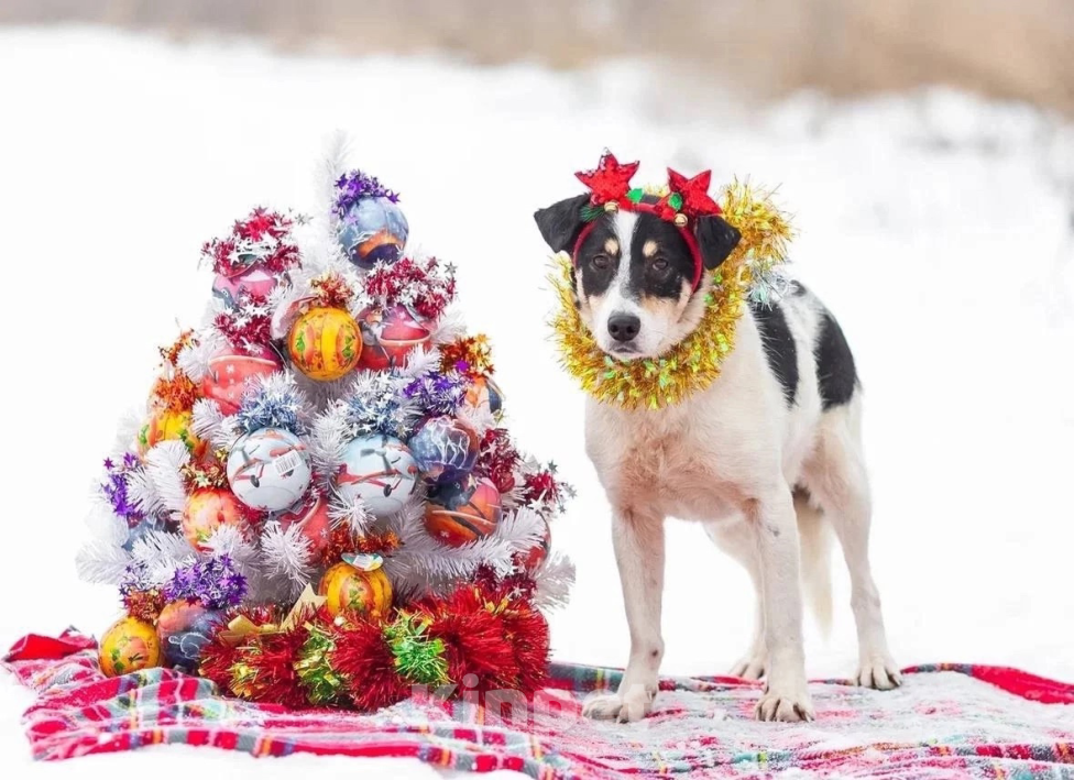 Собаки в Раменском: Собака целовака Локи ищет дом ???? Мальчик, Бесплатно - фото 3