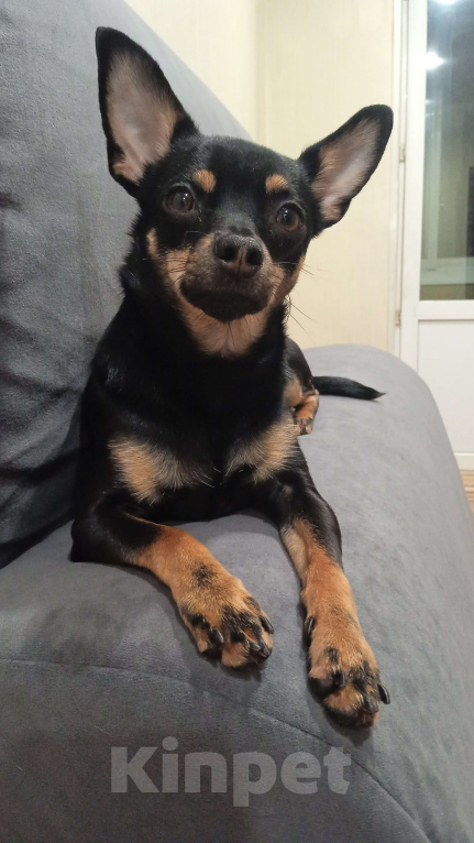 Собаки в других городах Приморского края: Той - терьер 1,5годика в добрые руки Мальчик, 1 000 руб. - фото 2