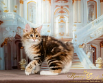 Кошки в Москве: Котенок золотой Курильского Бобтейла Мальчик, Бесплатно - фото 2