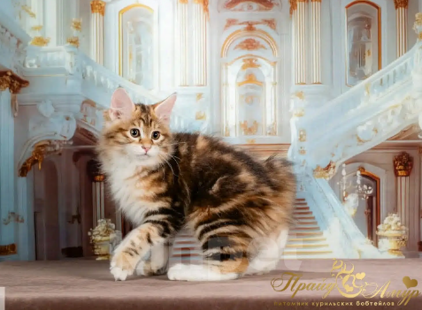Кошки в Москве: Котенок золотой Курильского Бобтейла Мальчик, Бесплатно - фото 2
