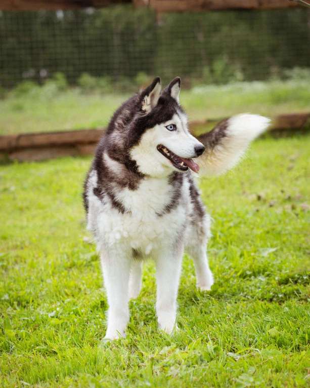 Собаки в Москве: Хаски в добрые руки Девочка, Бесплатно - фото 9