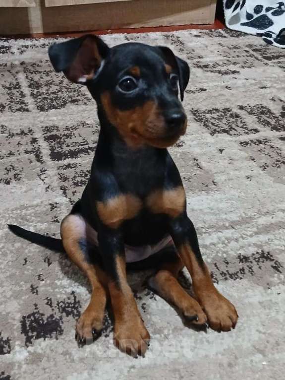 Собаки в Армавире: Цвергпинчер мальчик Мальчик, 35 000 руб. - фото 1