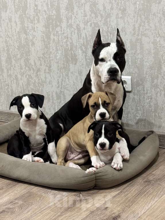 Собаки в Москве: ЩЕНКИ АМЕРИКАНСКОГО СТАФФОРДШИРСКОГО ТЕРЬЕРА ОТ ТИТУЛОВАННЫХ РОДИТЕЛЕЙ Девочка, 50 000 руб. - фото 1