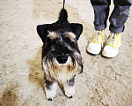 Собаки в Таганроге: Цвергшнауцер вязка окрас чёрный с серебром Мальчик, 15 руб. - фото 4
