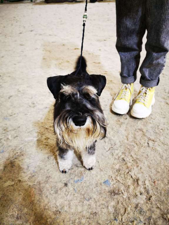 Собаки в Таганроге: Цвергшнауцер вязка окрас чёрный с серебром Мальчик, 15 руб. - фото 4