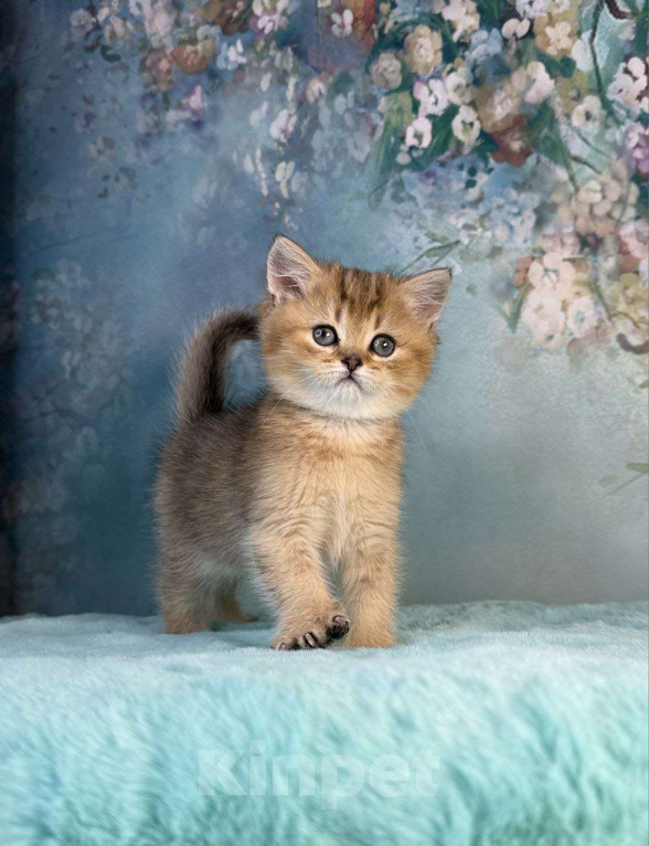 Кошки в Саранске: Прямоухая шотландская девочка золотая шиншилла Девочка, 45 000 руб. - фото 4