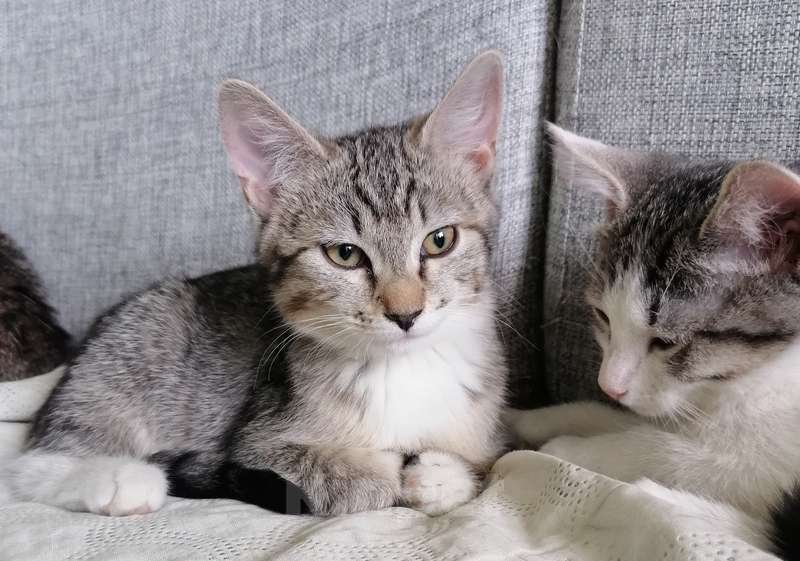 Кошки в Москве: Серый котенок девочка Манулка в добрые руки Девочка, Бесплатно - фото 4