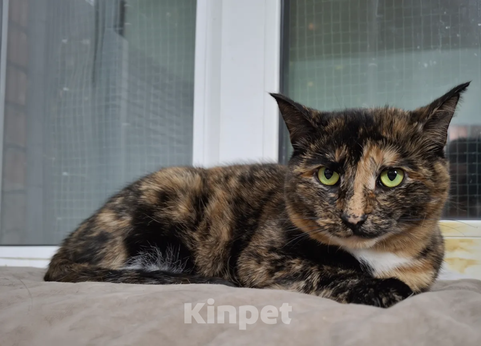 Кошки в Ижевске: кошка в добрые руки Девочка, Бесплатно - фото 1