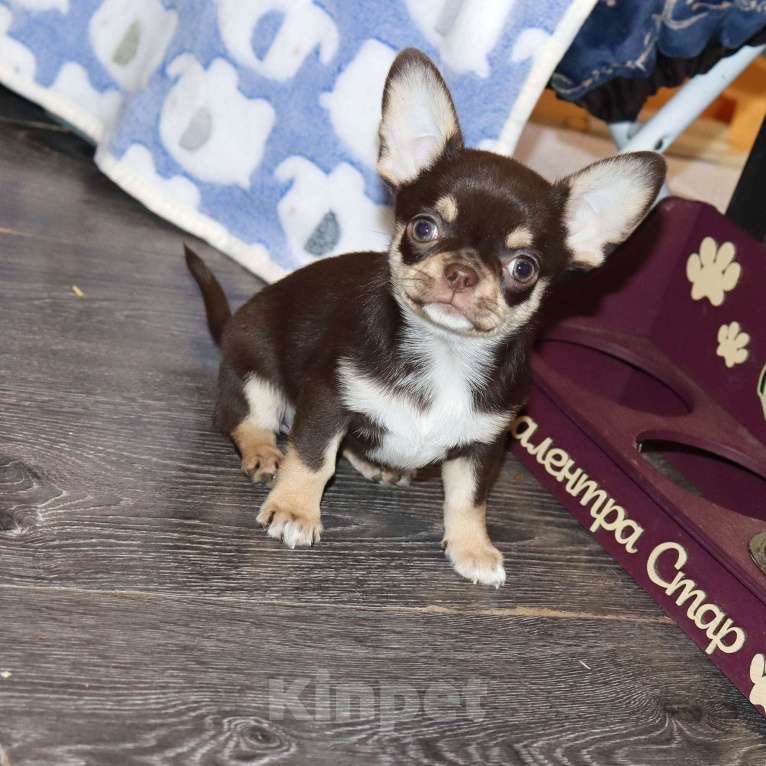 Собаки в Москве: Шоколадная чихуахуа Девочка, 150 000 руб. - фото 3