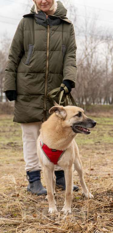 Собаки в Москве: Снежок Мальчик, Бесплатно - фото 6
