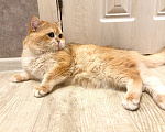 Кошки в Челябинске: Кот британская золотая шиншилла Мальчик, 29 000 руб. - фото 3