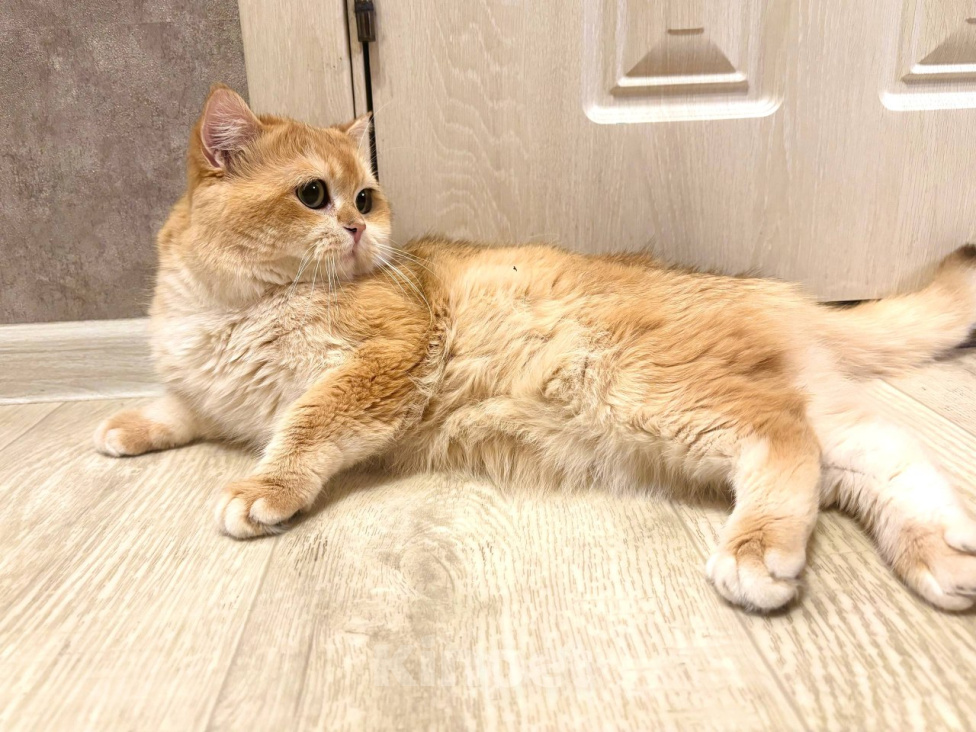 Кошки в Челябинске: Кот британская золотая шиншилла Мальчик, 29 000 руб. - фото 3