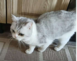Кошки в Ангарске: Найден кот Мальчик, Бесплатно - фото 4