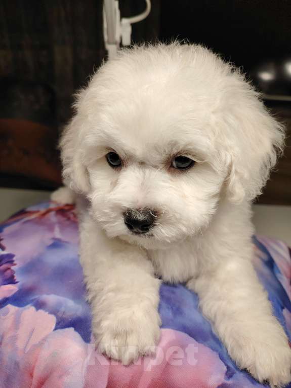 Собаки в Сыктывкаре: Щенок Бишон Фризе, мальчик. Рождён 12.09 24 Документы РКФ Брид класс  Готов к передаче Мальчик, 35 000 руб. - фото 6