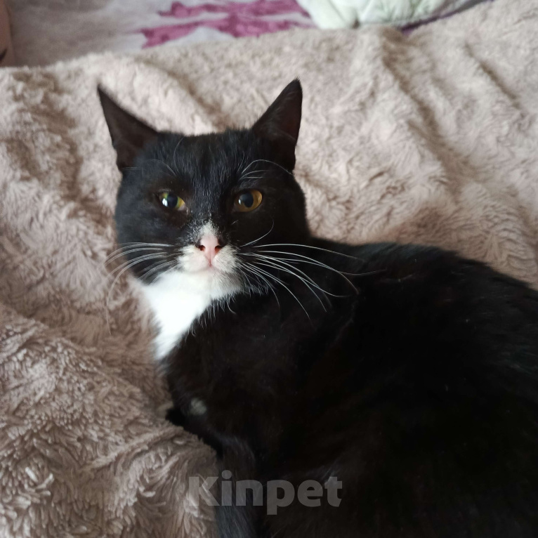 Кошки в других городах Московской области: Котик Ричи в добрые руки  Мальчик, Бесплатно - фото 1