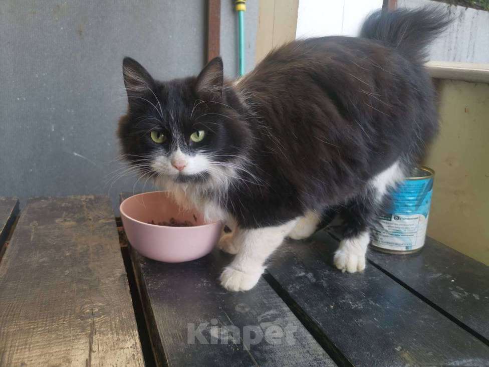 Кошки в Москве: Юная кошечка на улице, срочно ищем дом Девочка, Бесплатно - фото 2