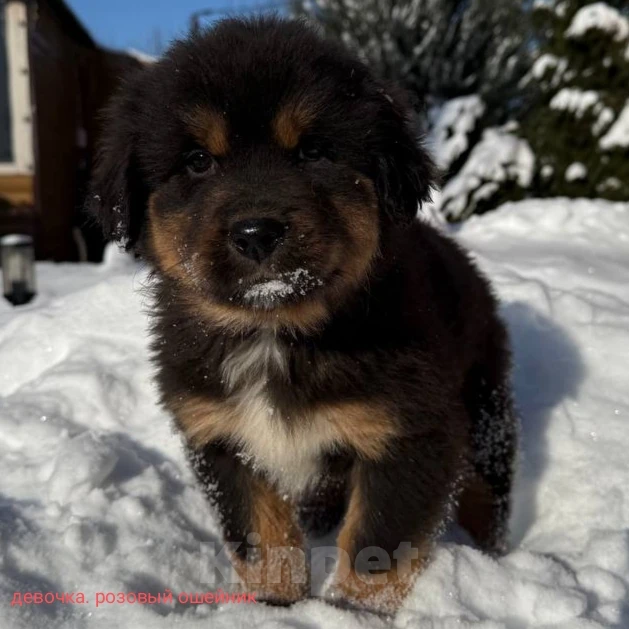 Собаки в Курске: Продам Щенков Монгольского бьанхара Разнополые, 40 000 руб. - фото 6