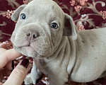 Собаки в Екатеринбурге: Американский булли, щенки Мальчик, 45 000 руб. - фото 5