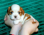 Собаки в других городах Московской области: Щенки девочки кавалер кинг чарльз спаниель Девочка, 130 руб. - фото 10