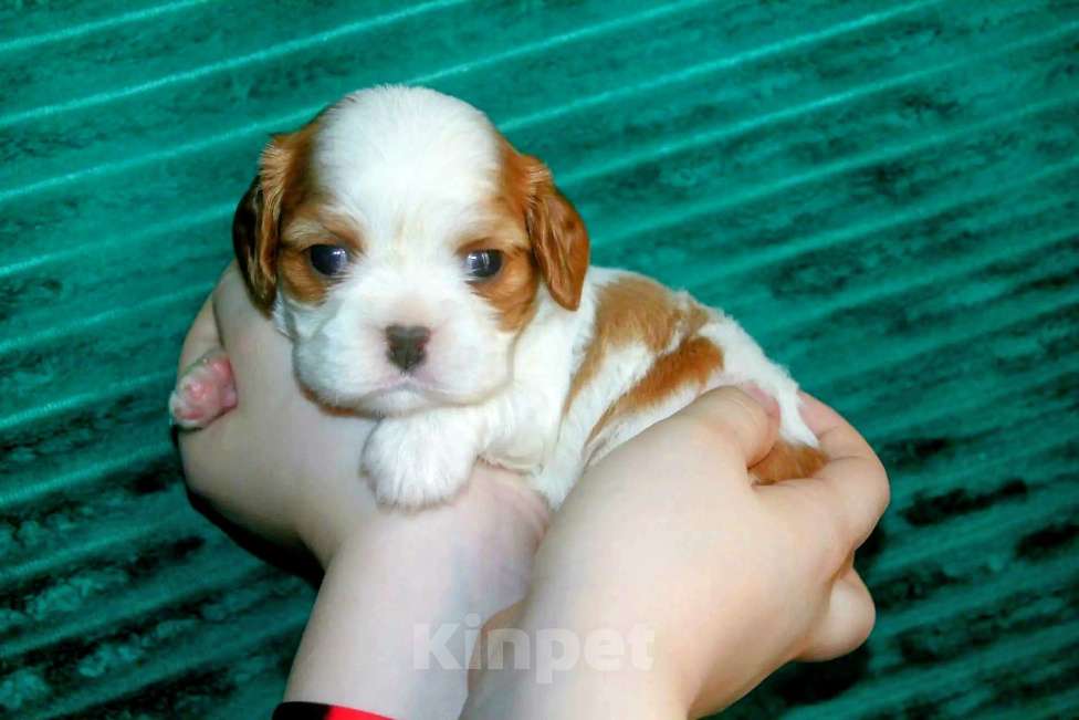 Собаки в других городах Московской области: Щенки девочки кавалер кинг чарльз спаниель Девочка, 130 руб. - фото 10