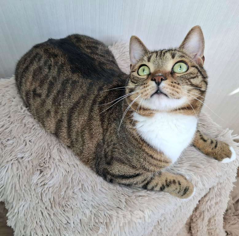 Кошки в Москве: Бруни будет на выставке-пристройстве в Москве Мальчик, Бесплатно - фото 4