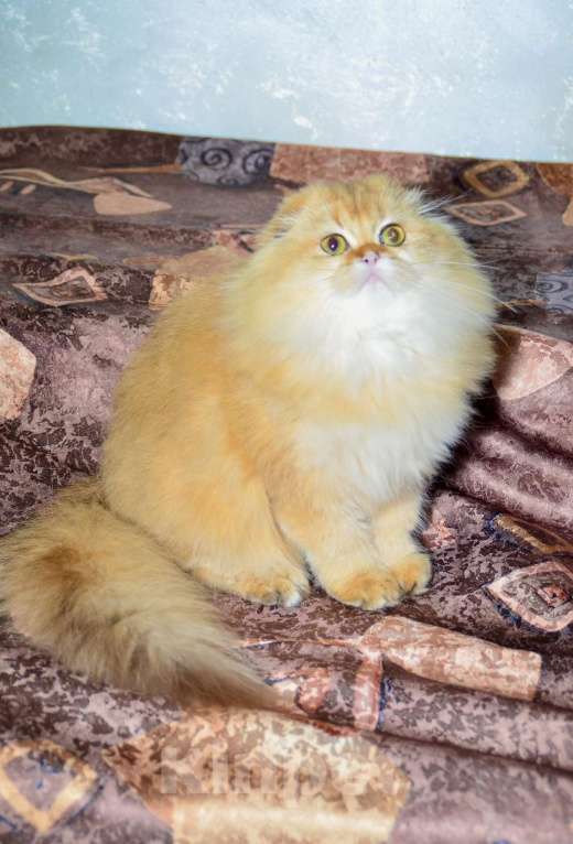 Кошки в Москве: Девочка хайленд фолд Девочка, 35 000 руб. - фото 7