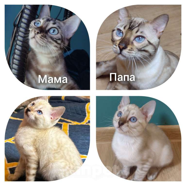 Кошки в Санкт-Петербурге: Котенок бенгал Мальчик, 35 000 руб. - фото 3