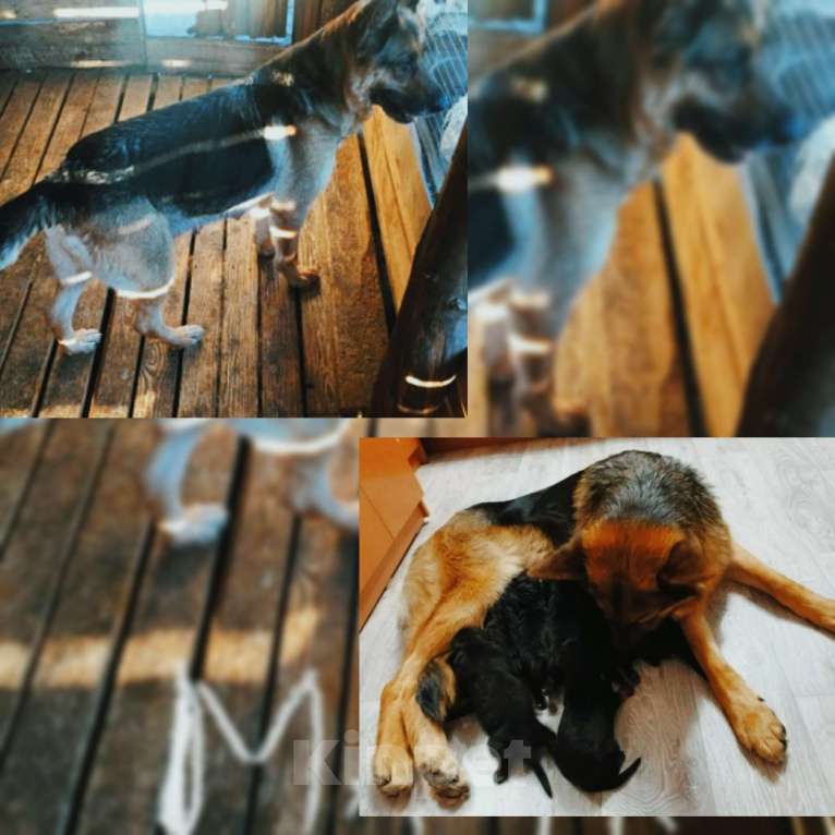 Собаки в Москве: Шикарные щенки немецкой овчарки Разнополые, 9 000 руб. - фото 4