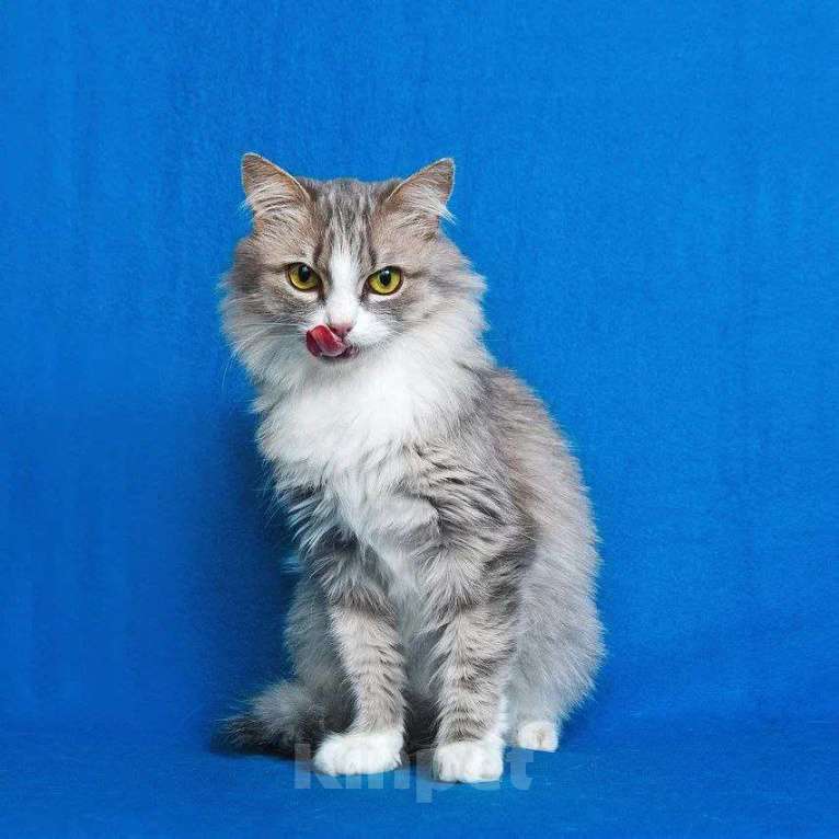 Кошки в Москве: Пушистая Женева ищет дом Девочка, Бесплатно - фото 7