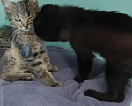 Кошки в Лобне: Котята ищут дом Мальчик, Бесплатно - фото 3
