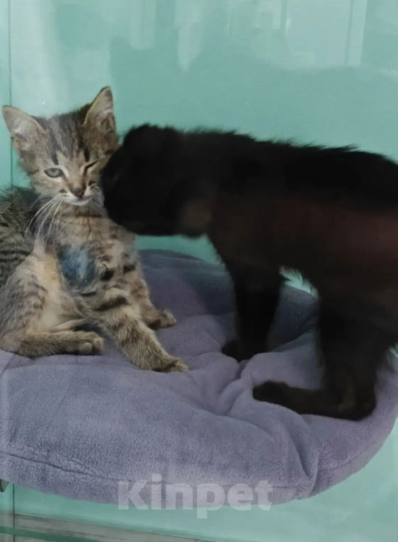 Кошки в Лобне: Котята ищут дом Мальчик, Бесплатно - фото 3