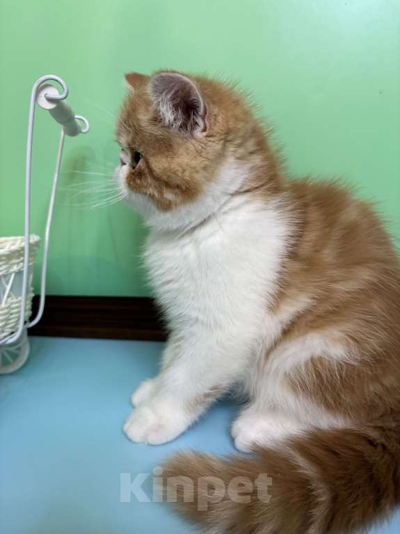 Кошки в Санкт-Петербурге: Экзотический котик, 3 месяца ищет котородителей, можно звонить, все расскажу. Мальчик, 40 000 руб. - фото 1