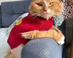 Кошки в Москве: Рыжий кот в добрые руки Мальчик, Бесплатно - фото 6