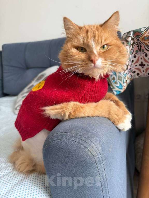 Кошки в Москве: Рыжий кот в добрые руки Мальчик, Бесплатно - фото 6