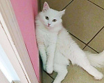 Кошки в Славгороде: В добрую семью, Бесплатно - фото 2