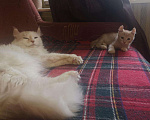 Кошки в Ливны: Котенок американский керл, 5 000 руб. - фото 5