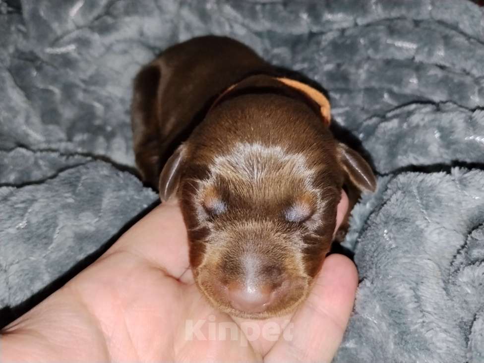 Собаки в Березовском: К/П сука  Девочка, Бесплатно - фото 1