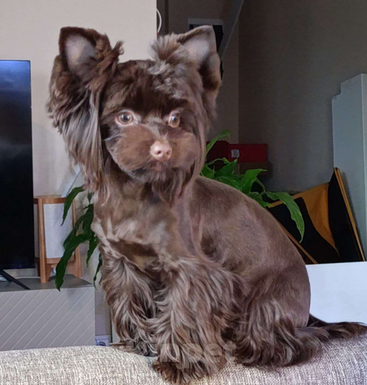 Собаки в Москве: Очаровательный парень шоколадного йорка в поиске лучших родителей Мальчик, 90 000 руб. - фото 2