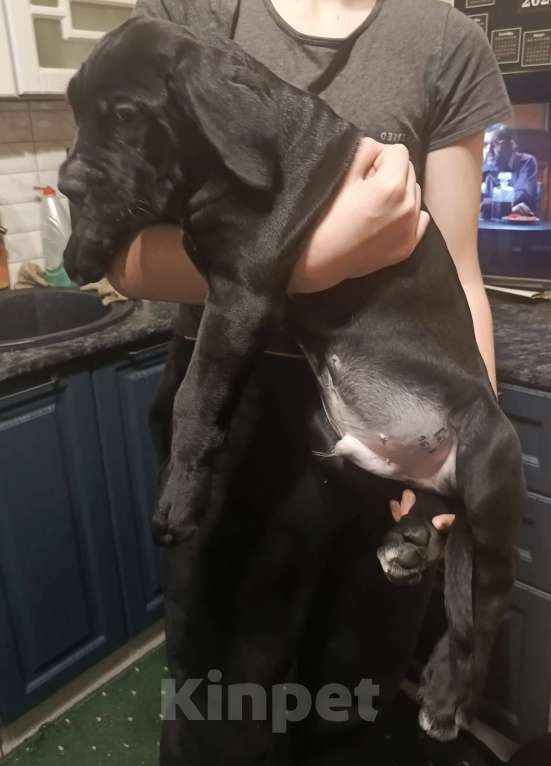 Собаки в Туле: Мальчик Кане-корсо  Мальчик, 50 000 руб. - фото 3