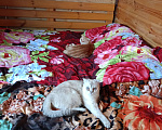 Кошки в Челябинске: Пропала Кошка Челябинск Девочка, Бесплатно - фото 3