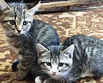 Кошки в Пензе: Шикарные котята дворянской породы. Мальчик, Бесплатно - фото 2
