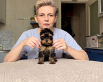 Собаки в Сосновом Бору: Мальчик ,темная сталь (РКФ) Мальчик, 45 000 руб. - фото 5