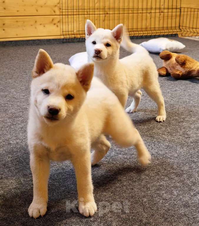 Собаки в Москве: Белые Сиба ину. Ми-ми-мишки. Девочка, 60 000 руб. - фото 3